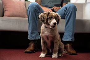 Downright Austin, A Renaissance Hotel