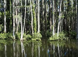 Saddlebrook Golf Resort & Spa Tampa North - Wesley Chapel