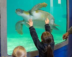 Holiday Inn Resort South Padre Island - Beach Front by IHG