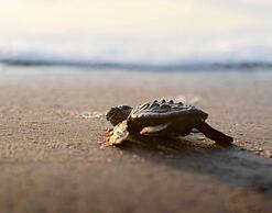 Holiday Inn Resort South Padre Island - Beach Front by IHG