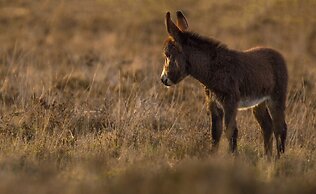 The Montagu Arms Hotel