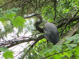 Cranmore Mountain Lodge Bed & Breakfast