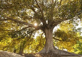 Julie-Anna Inn, Bendigo