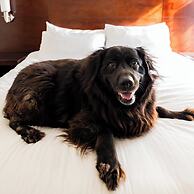 The McCormick Scottsdale