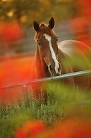 JW Marriott Camelback Inn Scottsdale Resort & Spa