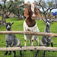 Napa Valley Hotel & Suites