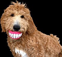 The Academy Hotel Colorado Springs