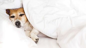 Magnuson Hotel Red Baron