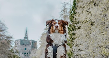 Best Western Hotel Ambassador