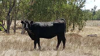 Quality Inn Carriage House