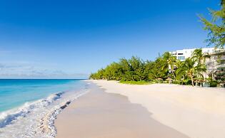 Bougainvillea Barbados