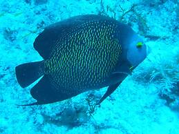 Hotel Alice At Atlantic Beach