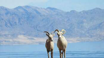 Lake Mead Inn