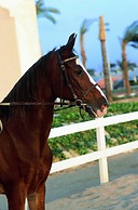 Concorde El Salam Hotel