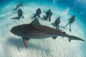 Bimini Big Game Club Resort & Marina