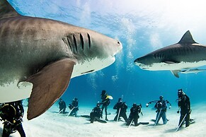 Bimini Big Game Club Resort & Marina