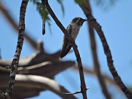 Westward Look Wyndham Grand Resort and Spa
