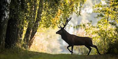 Holiday Inn - West Yellowstone by IHG