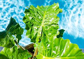 Parrot Key Hotel & Villas