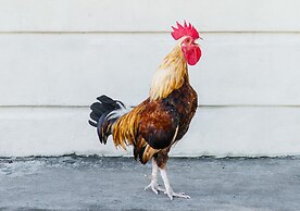 Parrot Key Hotel & Villas