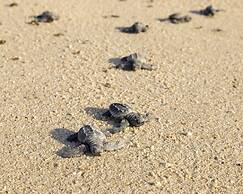 Paradisus Los Cabos - Adults Only - All Inclusive