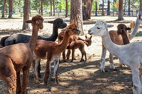 Best Western Ponderosa Lodge