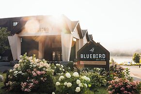 Bluebird Lake Placid