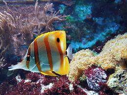 Crowne Plaza Dallas Market Ctr - Love Field by IHG