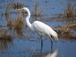 Comfort Suites Chincoteague Island Bayfront Resort