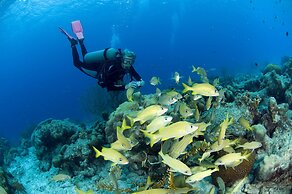 Divi Flamingo Beach Resort & Casino