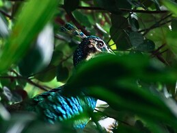 Sofitel Singapore Sentosa Resort & Spa