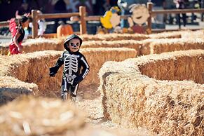 Holiday Inn Express Toronto - North York by IHG