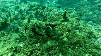 Allamanda Beach Hotel