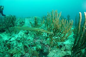 True Blue Bay Resort