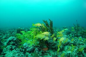 True Blue Bay Resort