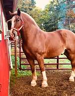 Bluegreen Shenandoah Crossing, Ascend Resort Collection