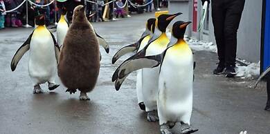 Comfort Inn And Suites South