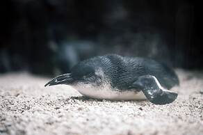 Crowne Plaza Hotel Dallas Downtown by IHG