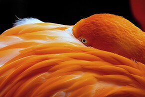 Crowne Plaza Hotel Dallas Downtown by IHG