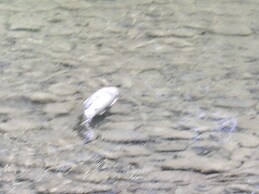 Okanagan Lakefront Resort