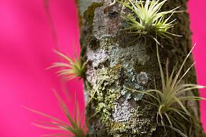 The Explorean Kohunlich