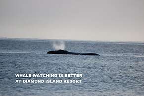 Diamond Island Resort & Penguin viewing