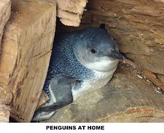 Diamond Island Resort & Penguin viewing