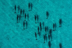 Diamond Island Resort & Penguin viewing