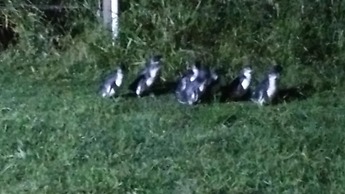 Diamond Island Resort & Penguin viewing