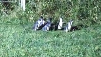 Diamond Island Resort & Penguin viewing