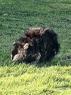 Diamond Island Resort & Penguin viewing