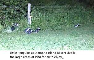 Diamond Island Resort & Penguin viewing