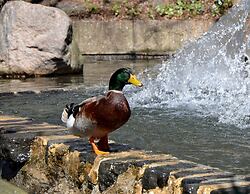 Hotel Bonaventure Montreal
