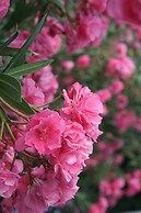 Spiros & Hiroko Hotel - Adults Only